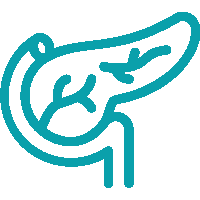 pancreas