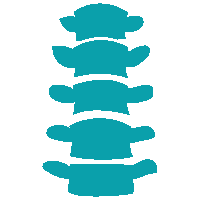 spine